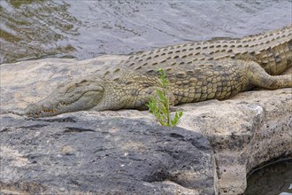 Nile crocodile, (Crocodylus niloticus), adult, sleeping on the rocky bank of the Sabie River,