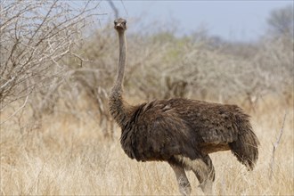 South African ostrich (Struthio camelus australis), adult female standing in dry grassland, eye