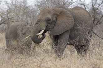 African bush elephants (Loxodonta africana), adult female feeding on branch in light rain, with a