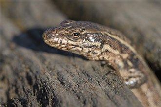 Common wall lizard (Podarcis muralis), adult female, looking out of her hiding place, in an old