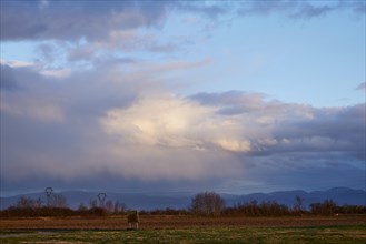 Mighty light to grey-blue clouds illuminated by the evening sun over the Black Forest as seen from