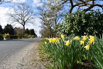 Road, country road with daffodils in spring, Schleswig-Holstein, Germany, Europe