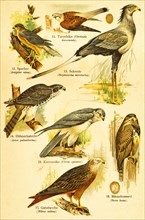 Kestrel (Cerchneis tinnuncula), eurasian sparrowhawk (Accipiter nisus), secretary bird