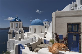 Churches with cat and mouse in Oia Santorini Greece, Animals KI