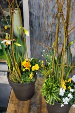 Spring awakening, flower shop with Easter decoration, Kempten, Allgaeu, Bavaria, Germany, Europe