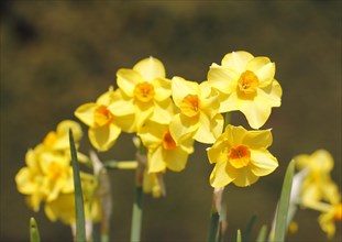 Yellow-orange daffodils (Narcissus), North Rhine-Westphalia, Germany, Europe
