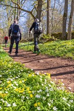 Men hiking on a woodland trail in a budding forest with flowering wood anemone (Anemone nemorosa)