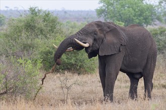 African bush elephant (Loxodonta africana), adult male feeding on some roots, Kruger National Park,