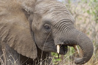 African bush elephant (Loxodonta africana), elephant calf feeding on dry grass, close-up of the