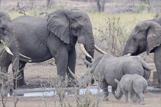 African bush elephants (Loxodonta africana), adult males drinking at waterhole, while Southern