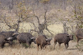 Cape buffaloes (Syncerus caffer caffer), herd with calves, walking in dry grass, Kruger National
