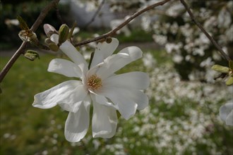 Star magnolia (Magnolia stellata), Magnolia, spring, schwaebisch hall, hohenlohe,