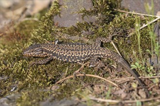 Common wall lizard (Podarcis muralis), adult male, sunbathing in an old railway track,