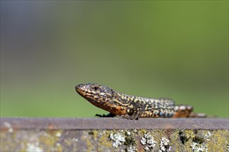 Common wall lizard (Podarcis muralis), adult male, in mating dress, sitting on a rail, in an old