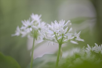 Ramson (Allium ursinum), two blossoms, against the morning sky, in the beech forest, Bottrop, Ruhr