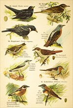 Blackbird (Turdus merula), Mistle Thrush (Turdus viscivorus), Ring Ouzel (Turdus torquatus), common