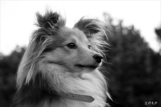 Black and white portrait of a dog with fluffy ears and an attentive expression, Amazing Dogs in the