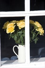 White jug yellow roses on window sill, England, UK