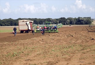 Migrant workers planting seedlings, Alderton, Suffolk, England, United Kingdom, Europe