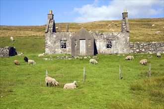 Derelict abandoned croft house with sheep grazing, Dale of Walls, Mainland, Shetland Islands,