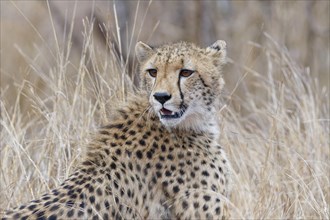 Cheetah (Acinonyx jubatus), adult, sitting in the tall dry grass, alert, early in the morning,