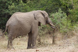 African bush elephant (Loxodonta africana), elephant bull feeding on branches of shrubs, Kruger