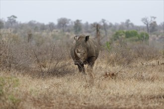Southern white rhinoceros (Ceratotherium simum simum), adult male standing in dry grass, looking at