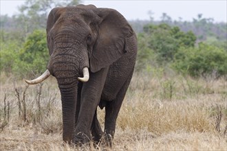 African bush elephant (Loxodonta africana), adult male walking in dry grass, African savanna,