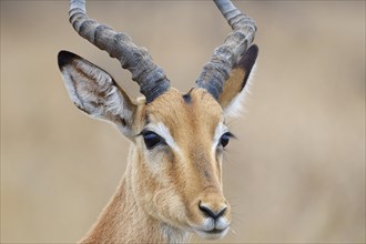 Common impala (Aepyceros melampus), adult male, close-up of the head, ears and horns, animal