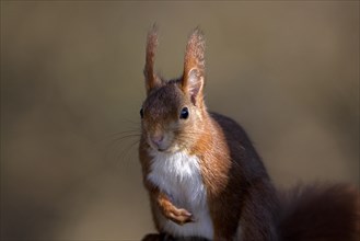 Eurasian red squirrel (Sciurus vulgaris), attentive, portrait, Dingdener Heide nature reserve,