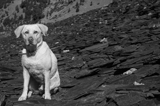 A black and white photo of a Labrador dog sitting on rocky terrain, Amazing Dogs in the Nature