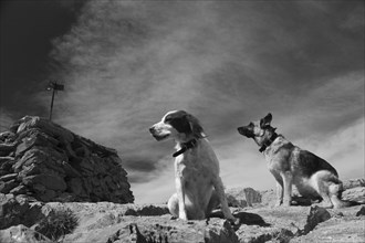 Dogs seated on rocky terrain with a cloudy sky above, creating a contemplative mood, Amazing Dogs