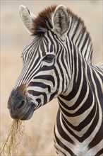 Burchell's zebra (Equus quagga burchellii), adult feeding on dry grass, head close-up, animal