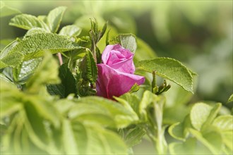 Rugosa rose (Rosa Rugosa), North Rhine-Westphalia, Germany, Europe