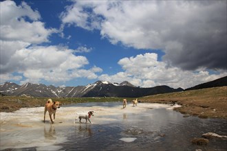 Dogs playing in a shallow body of water against a backdrop of snowy mountains and clouds, Amazing