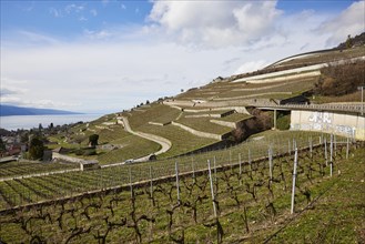 View of Lake Geneva and vineyard terraces in the UNESCO World Heritage Lavaux vineyard terraces