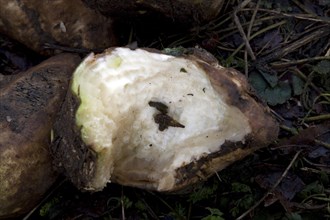 Teeth marks made by rats gnawing sugar beet, England, UK