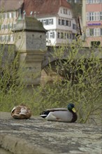 Beginning of spring in Schwaebisch Hall, Henkersbruecke, mallard, ducks, drake, waterfowl, Kocher