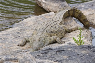 Nile crocodile, (Crocodylus niloticus), adult, sleeping on the rocky bank of the Sabie River,