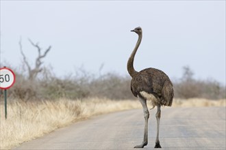 South African ostrich (Struthio camelus australis), adult female standing on the tarred road, next