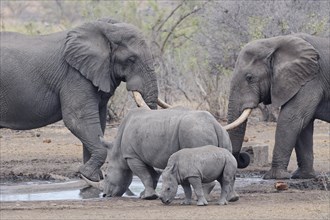 African bush elephants (Loxodonta africana) and Southern white rhinoceroses (Ceratotherium simum
