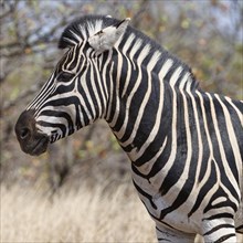 Burchell's zebra (Equus quagga burchellii), adult male standing in dry grass, head profile, animal
