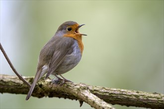 European robin (Erithacus rubecula), adult bird, singing, mating season, Ruhraue, Muelheim, Ruhr