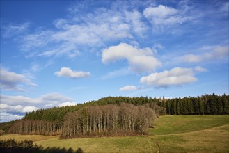Winter landscape in the Black Forest with meadows, birches and conifers and a blue sky with white