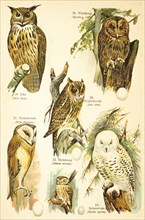 Eurasian eagle-owl (Bubo bubo), tawny owl (Strix aluco Linnaeus), long-eared owl (Asio otus), barn