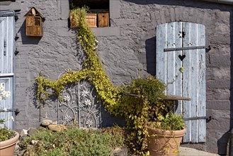 Old farmhouse, facade, decorated, flower pots, knotweed (Fallopia baldschuanica), weathered wooden
