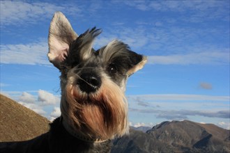 A schnauzer dog with one ear raised against a mountainous backdrop and clear sky, Amazing Dogs in