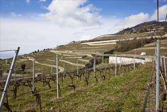 Terraces for viticulture in the UNESCO World Heritage Site Lavaux Vineyard Terraces near