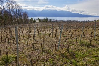 Vineyards on the slopes of Lake Geneva near Corsier-sur-Vevey, Riviera-Pays-d'Enhaut district,
