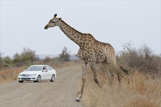 South African giraffe (Giraffa camelopardalis giraffa), adult female crossing the dirt road, in